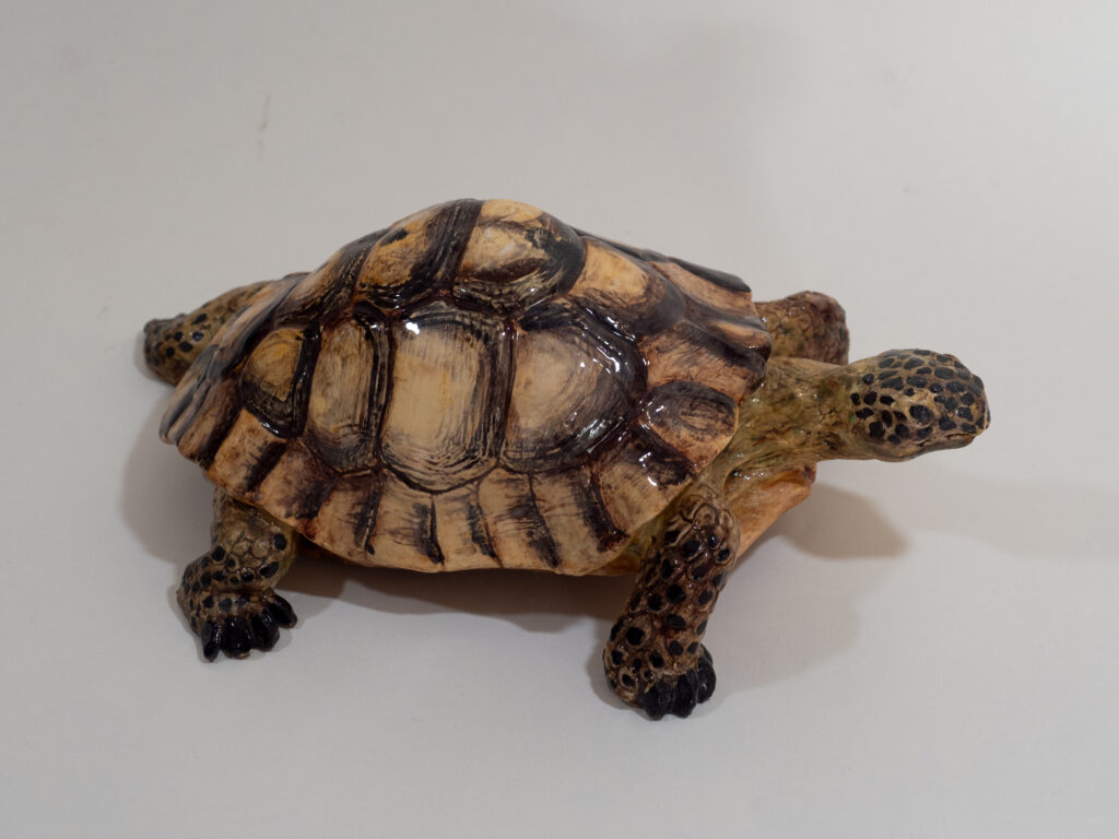 Tortuga Mora
